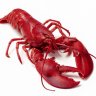 lobster333